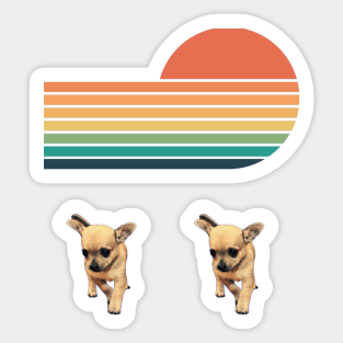 Puppy chihuahua on the sunset background Sticker